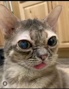 Innehåller en bild av: Gumbus